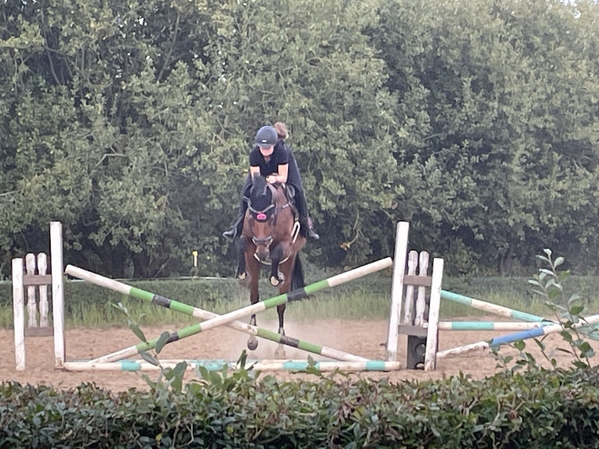 Sportivo Tedesco / Sportivo della Germania Castrone 17 Anni 169 cm Baio in Zapel