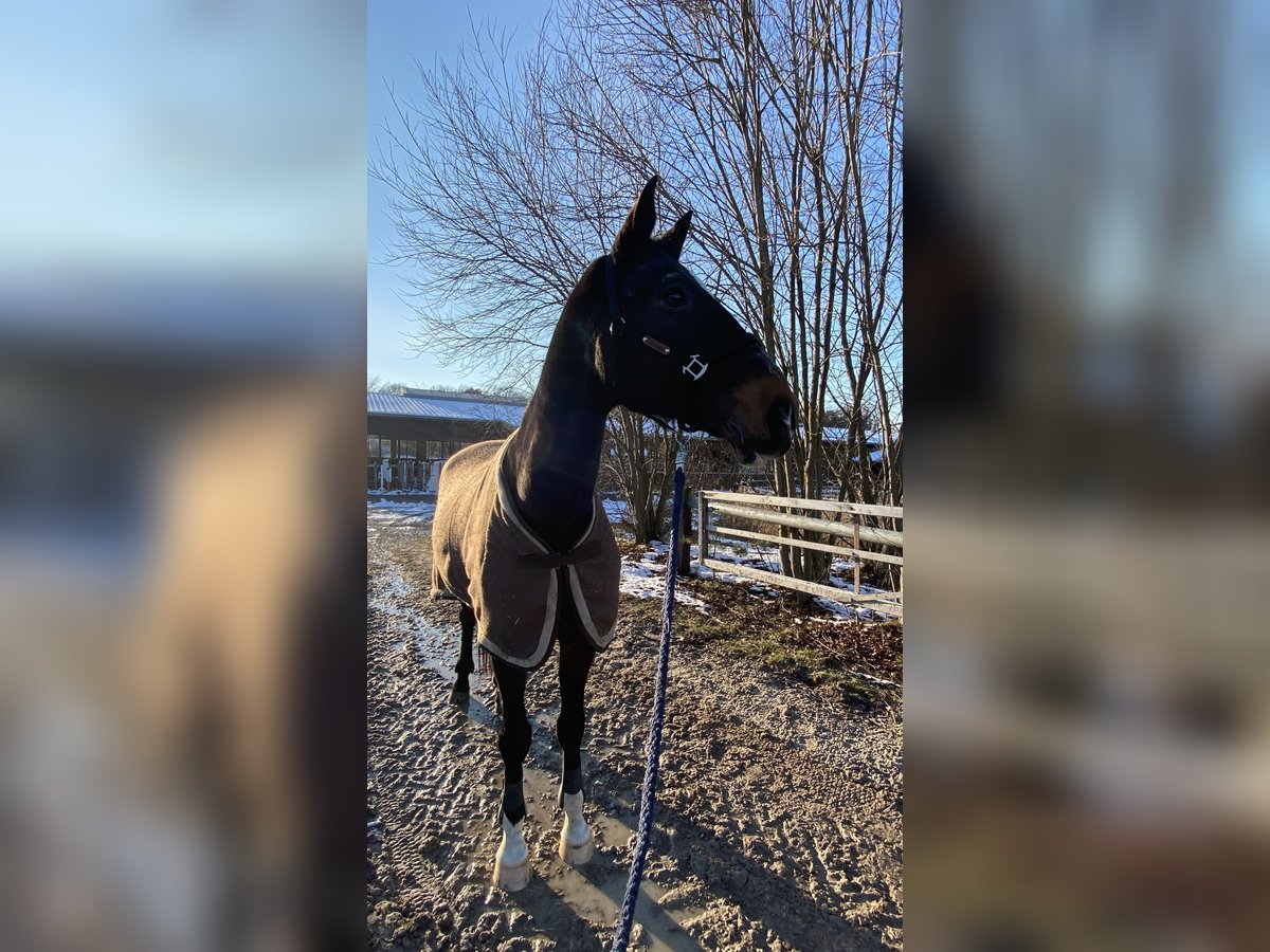 Sportivo Tedesco / Sportivo della Germania Castrone 20 Anni 180 cm Baio scuro in Bautzen