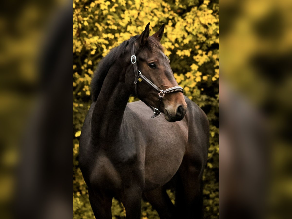 Sportivo Tedesco / Sportivo della Germania Castrone 2 Anni 167 cm Baio nero in Peckfitz