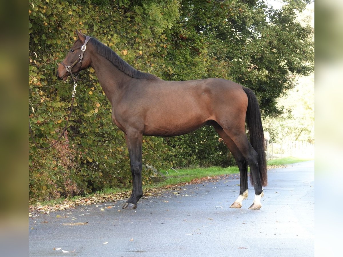 Sportivo Tedesco / Sportivo della Germania Castrone 3 Anni 165 cm Baio in Verl