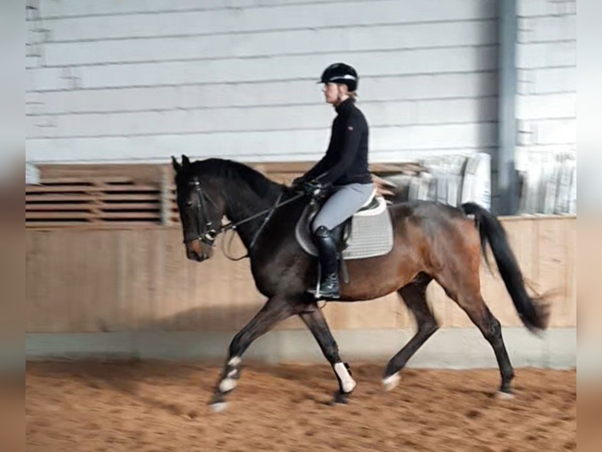 Sportivo Tedesco / Sportivo della Germania Castrone 3 Anni 168 cm Baio nero in Ilmtal-Weinstra&#xDF;e