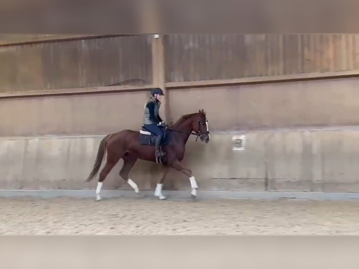 Sportivo Tedesco / Sportivo della Germania Castrone 3 Anni 168 cm Sauro in R&#xF6;merstein