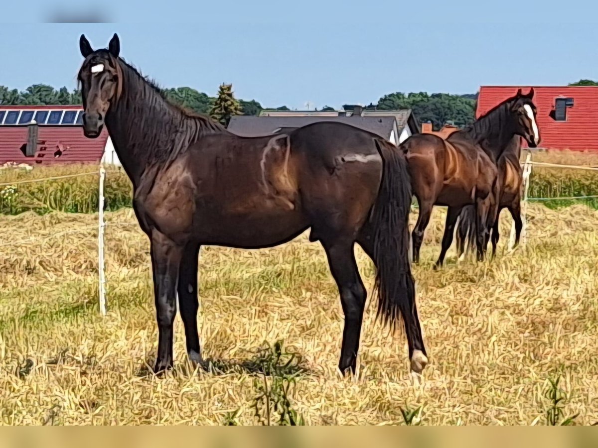 Sportivo Tedesco / Sportivo della Germania Castrone 3 Anni 174 cm Baio scuro in M&#xFC;nzenberg