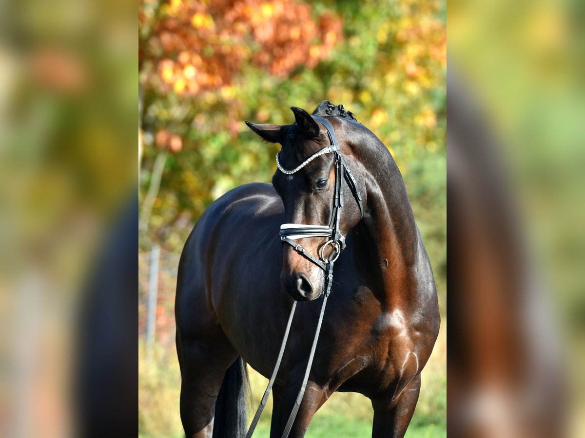 Sportivo Tedesco / Sportivo della Germania Castrone 4 Anni 165 cm Baio scuro in Kamern Sportivo Tedesco / Sportivo della Germania Castrone 4 Anni 165 cm Baio scuro in Kamern