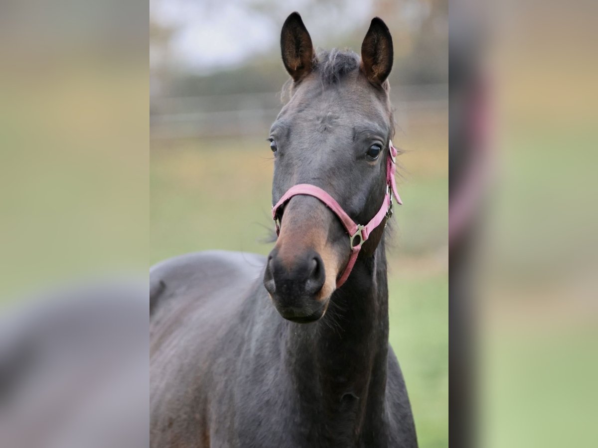 Sportivo Tedesco / Sportivo della Germania Castrone 4 Anni 170 cm Baio scuro in Blekendorf
