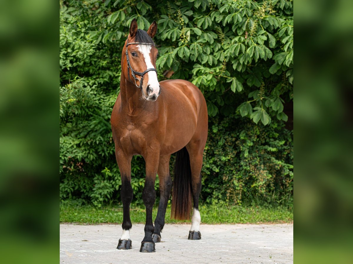 Sportivo Tedesco / Sportivo della Germania Castrone 4 Anni 172 cm Baio in Starnberg