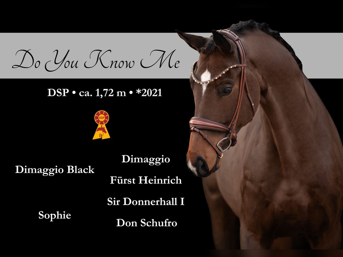 Sportivo Tedesco / Sportivo della Germania Castrone 4 Anni 172 cm Baio in Wehringen