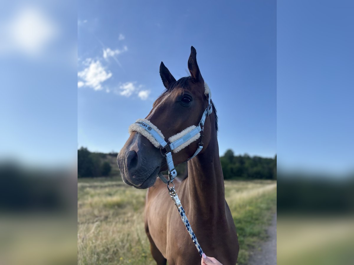 Sportivo Tedesco / Sportivo della Germania Castrone 4 Anni 172 cm Baio in Aschersleben Giersleben