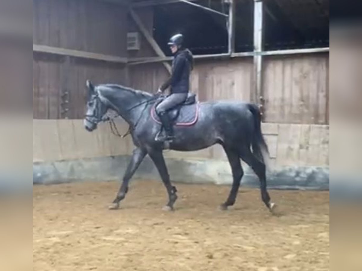 Sportivo Tedesco / Sportivo della Germania Castrone 4 Anni 172 cm Grigio in Uffenheim