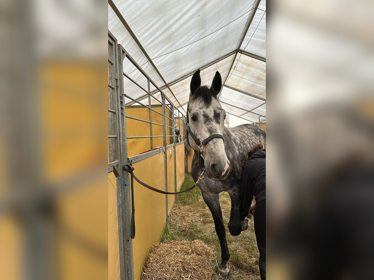 Sportivo Tedesco / Sportivo della Germania Castrone 5 Anni 165 cm Grigio pezzato in Teupitz / N&#xE4;he