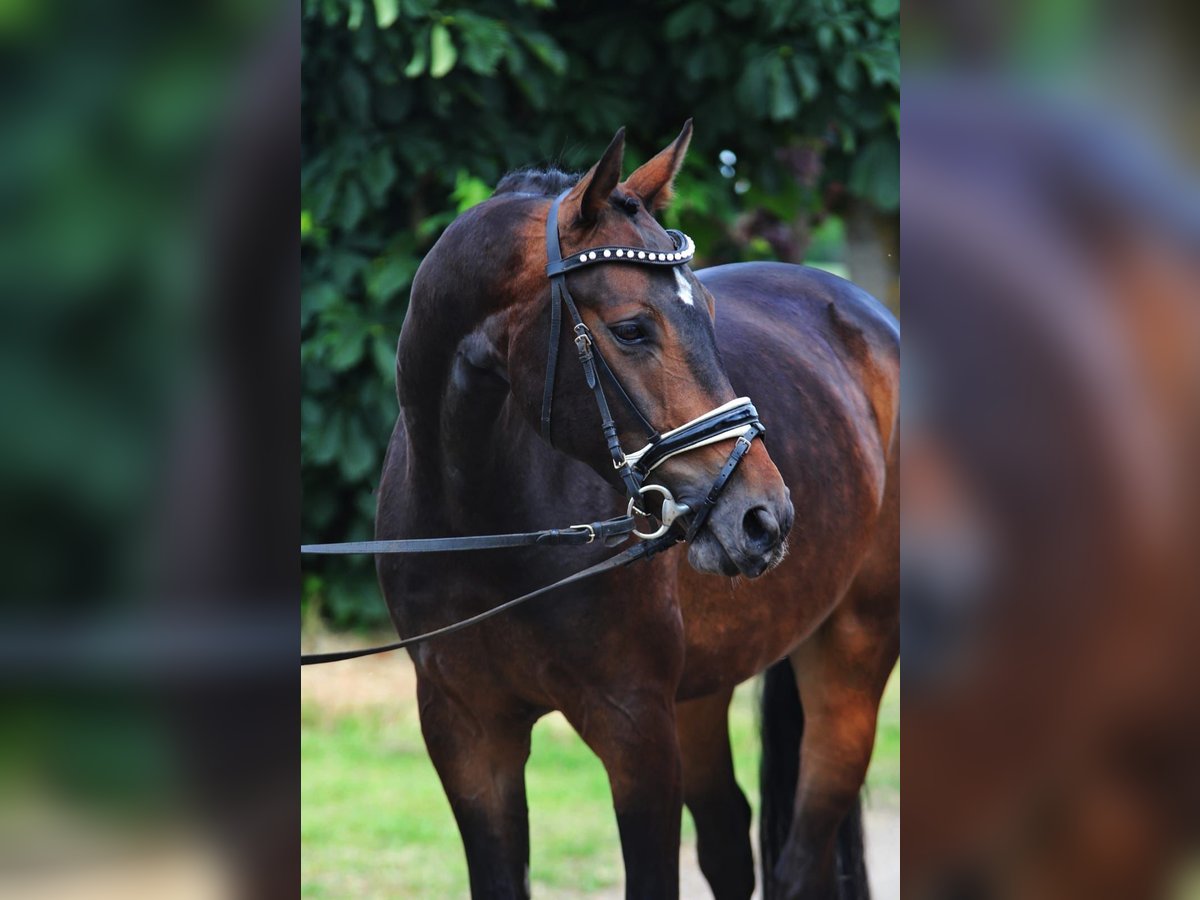 Sportivo Tedesco / Sportivo della Germania Castrone 5 Anni 166 cm Baio scuro in Szarvas