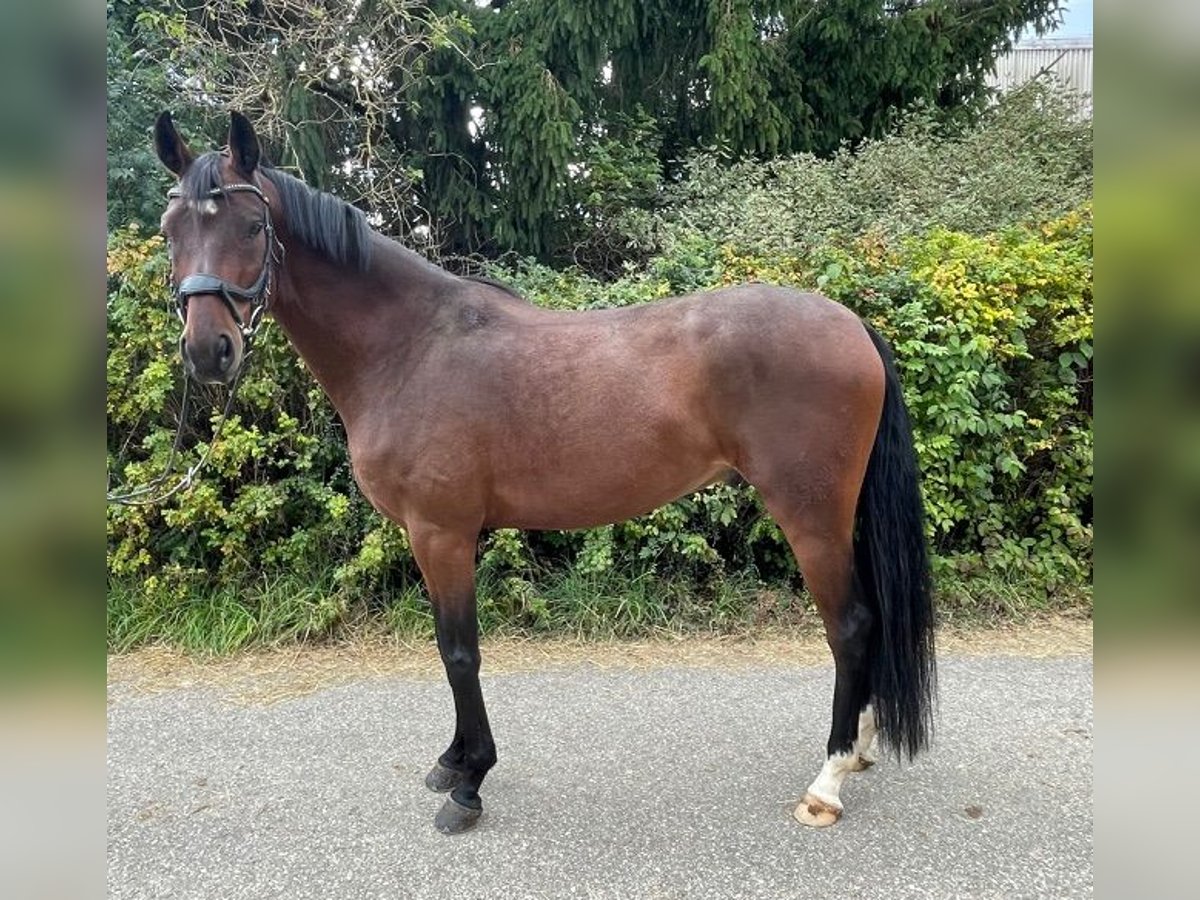 Sportivo Tedesco / Sportivo della Germania Castrone 5 Anni 168 cm Baio in Drackenstein