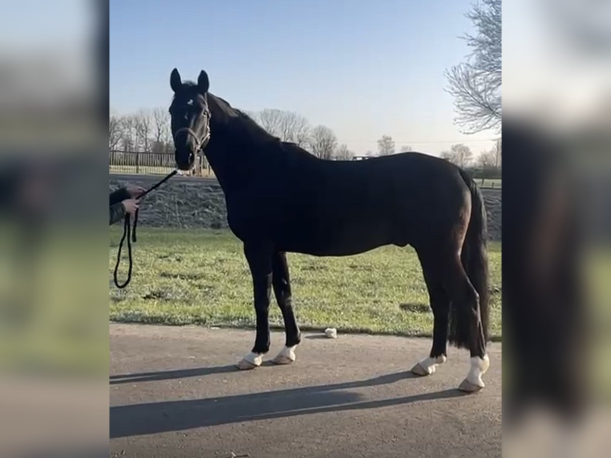 Sportivo Tedesco / Sportivo della Germania Castrone 5 Anni 168 cm Morello in Isaszeg
