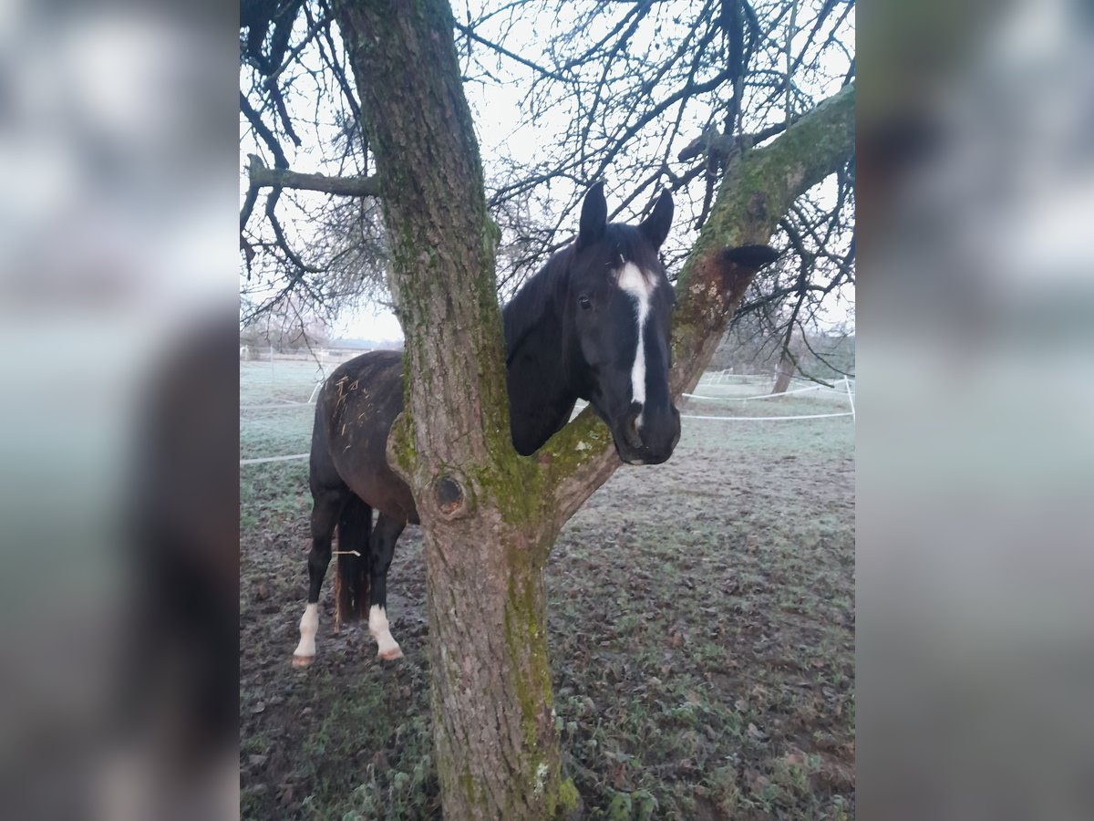 Sportivo Tedesco / Sportivo della Germania Castrone 5 Anni 170 cm Morello in Sinzheim Sportivo Tedesco / Sportivo della Germania Castrone 5 Anni 170 cm Morello in Sinzheim