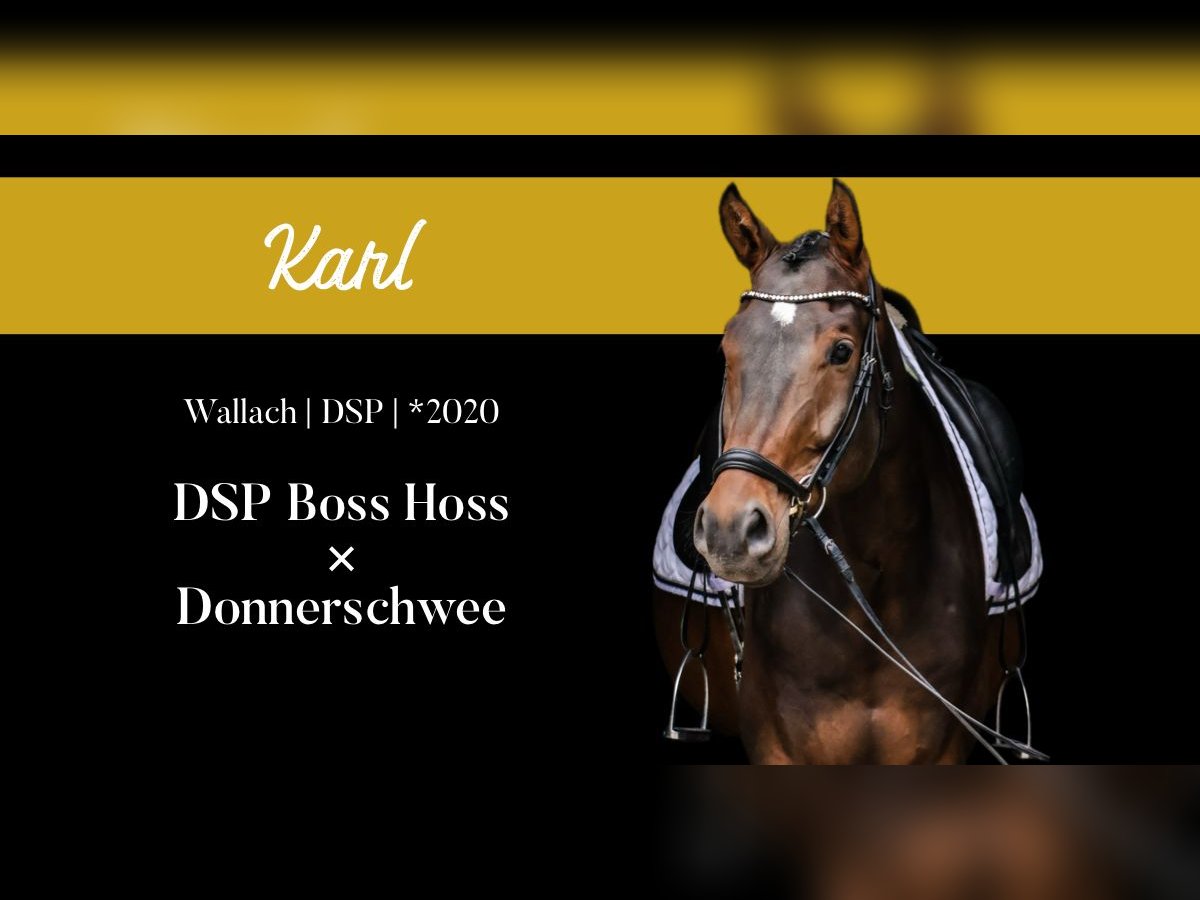 Sportivo Tedesco / Sportivo della Germania Castrone 5 Anni 172 cm Baio in Roßdorf