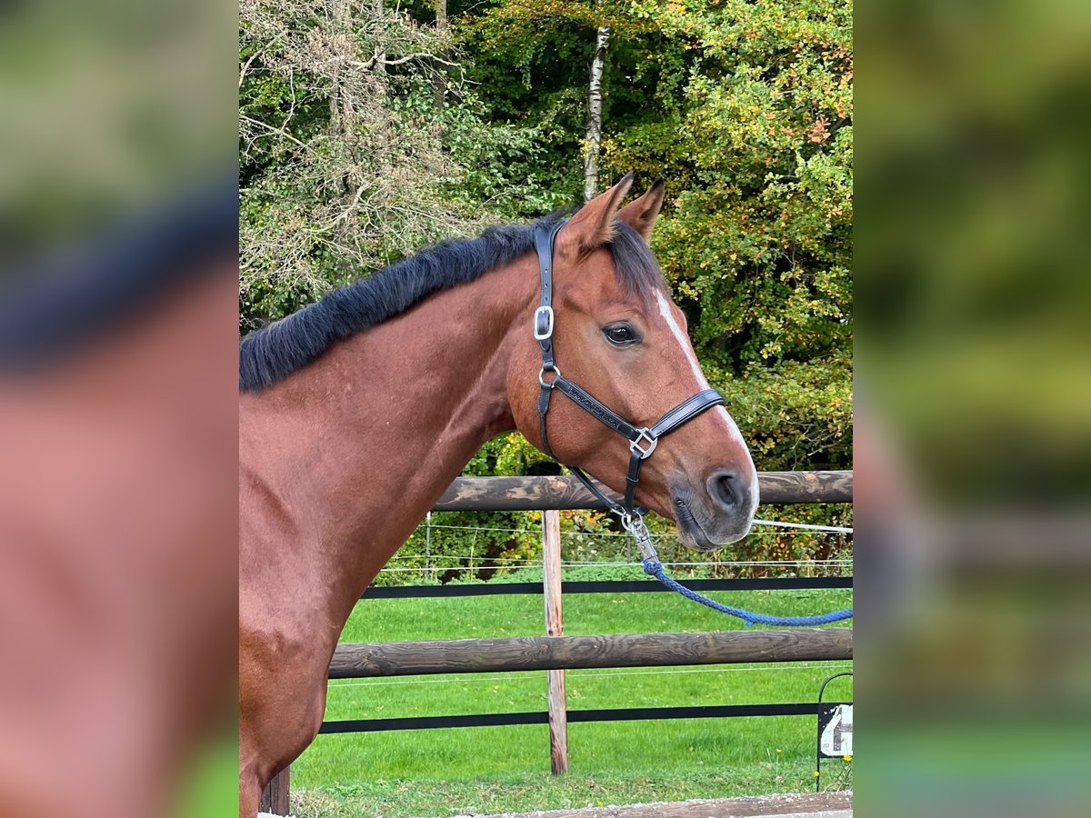 Sportivo Tedesco / Sportivo della Germania Castrone 5 Anni 173 cm Baio in Hamburg