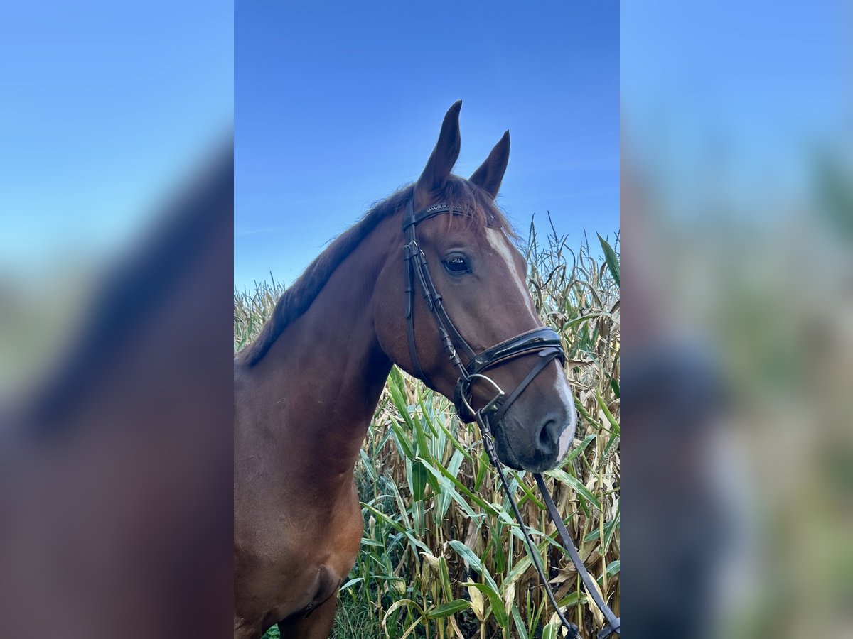 Sportivo Tedesco / Sportivo della Germania Castrone 5 Anni 178 cm Sauro scuro in Werlte Sportivo Tedesco / Sportivo della Germania Castrone 5 Anni 178 cm Sauro scuro in Werlte