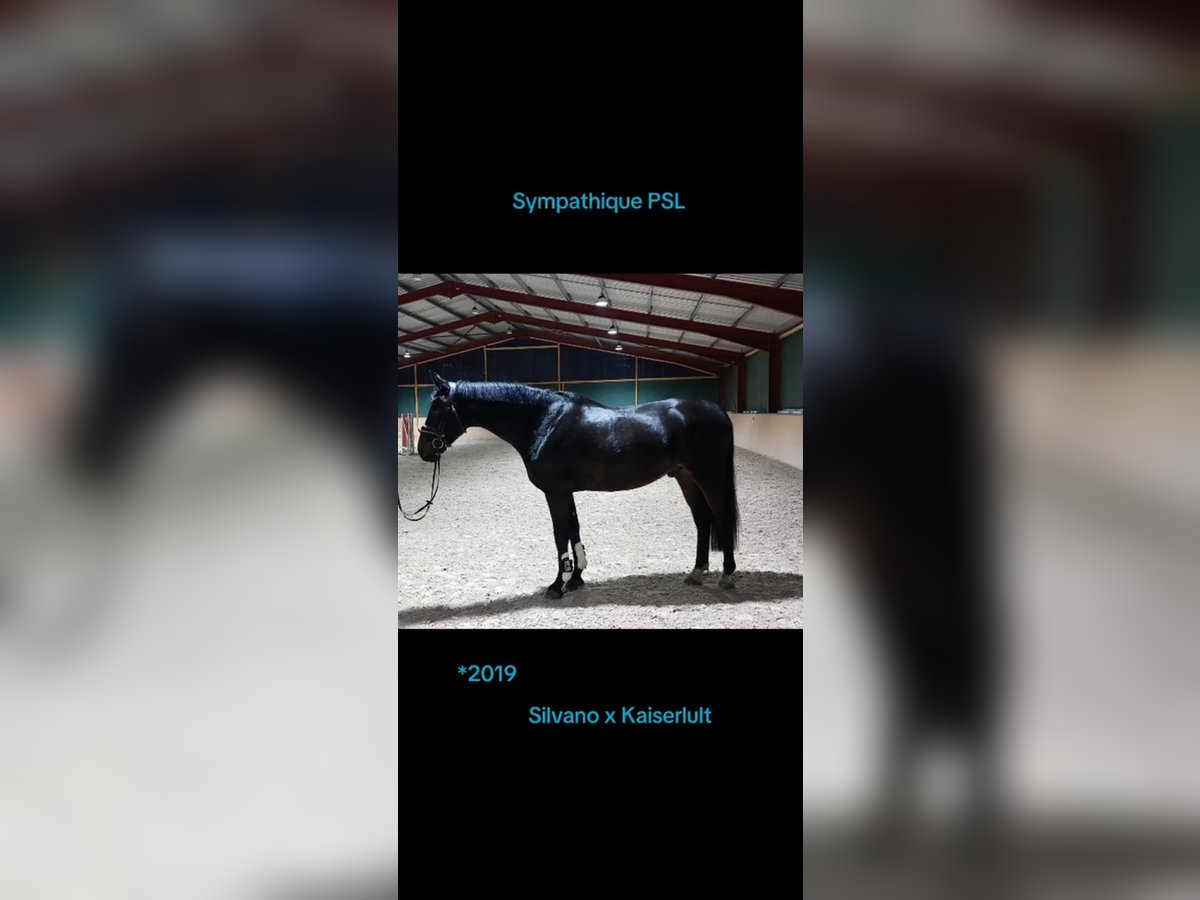 Sportivo Tedesco / Sportivo della Germania Castrone 6 Anni 168 cm Baio nero in Pirmasens