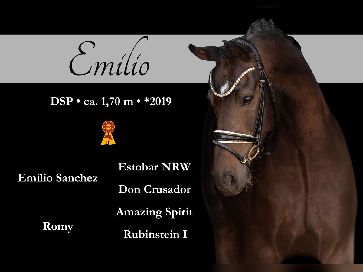 Sportivo Tedesco / Sportivo della Germania Castrone 6 Anni 169 cm Baio in Wehringen