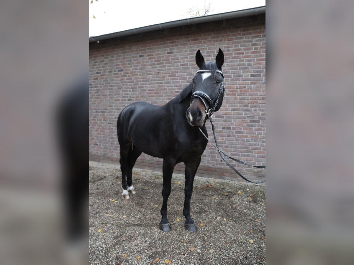 Sportivo Tedesco / Sportivo della Germania Castrone 6 Anni 173 cm Baio nero in Niederkrüchten Sportivo Tedesco / Sportivo della Germania Castrone 6 Anni 173 cm Baio nero in Niederkrüchten