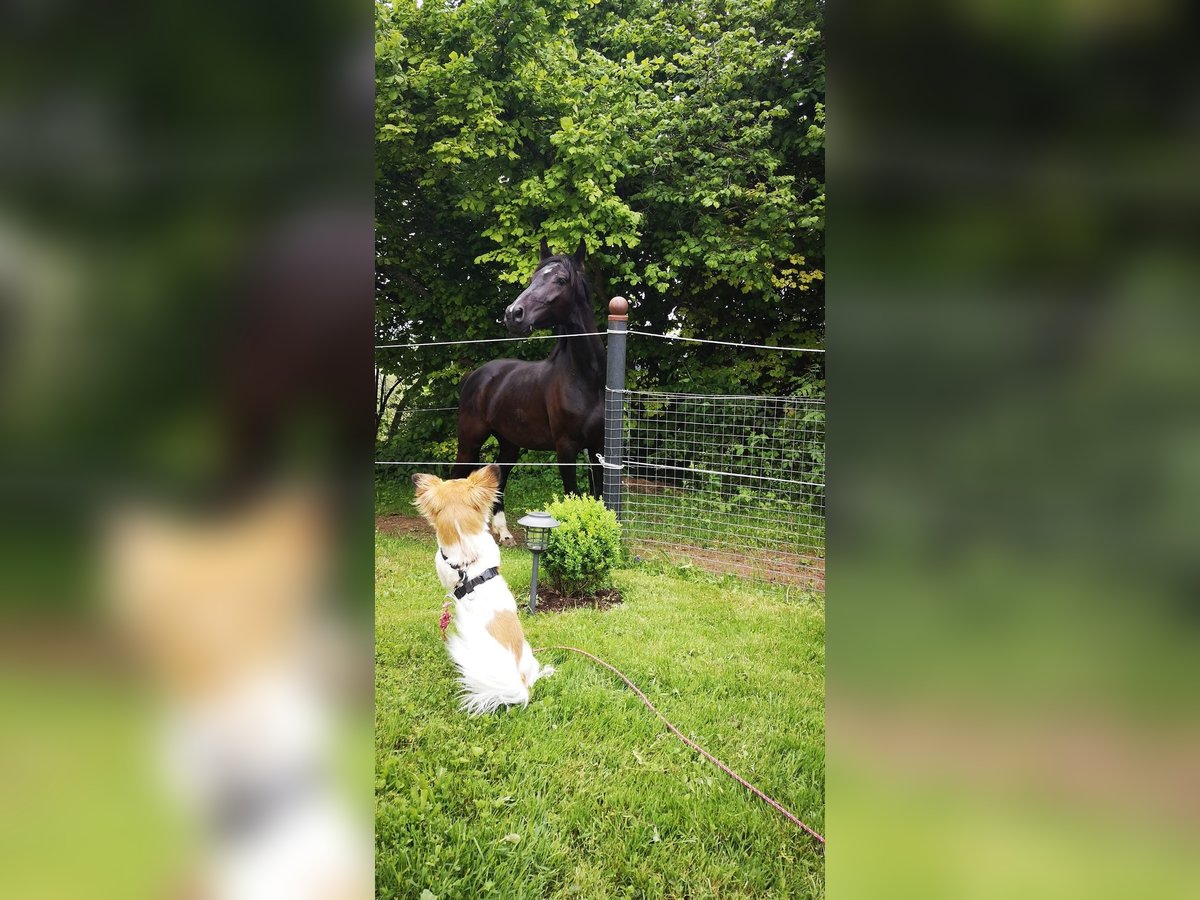 Sportivo Tedesco / Sportivo della Germania Castrone 7 Anni 167 cm Morello in Oberg&#xFC;nzburg