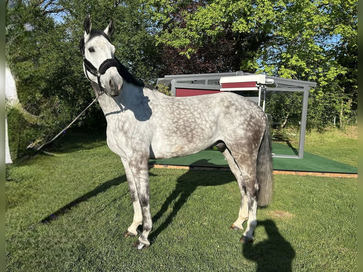 Sportivo Tedesco / Sportivo della Germania Castrone 7 Anni 173 cm Grigio in Darmstadt