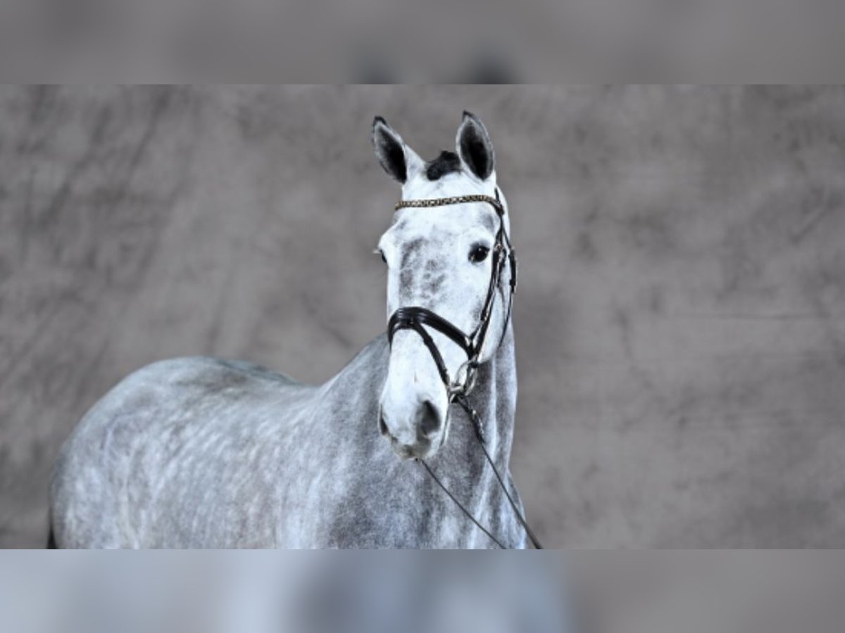 Sportivo Tedesco / Sportivo della Germania Castrone 7 Anni 175 cm Grigio in Borgholzhausen