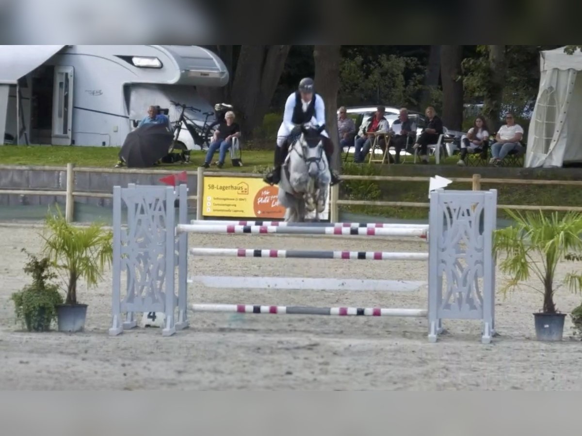 Sportivo Tedesco / Sportivo della Germania Castrone 7 Anni Grigio in Mainz