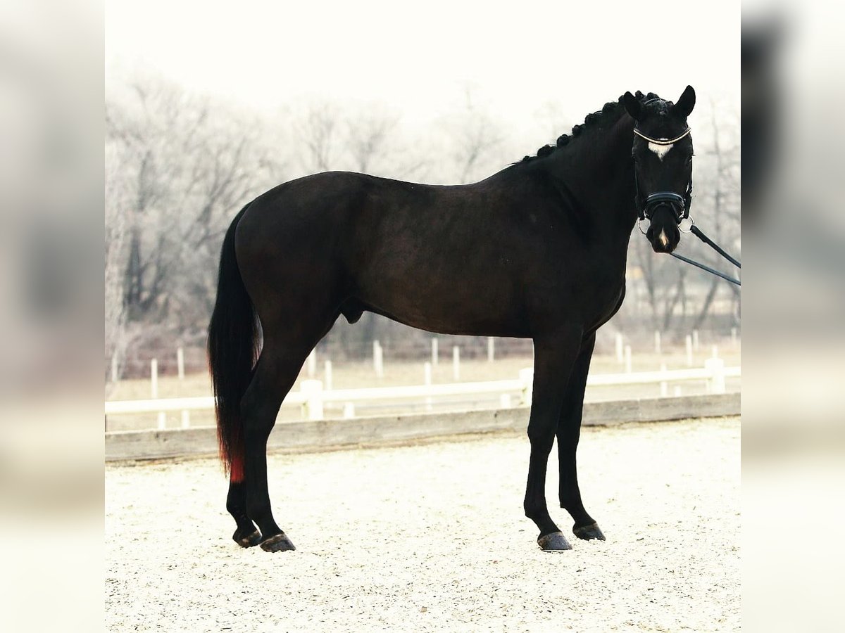 Sportivo Tedesco / Sportivo della Germania Castrone 8 Anni 167 cm Morello in Aupointen