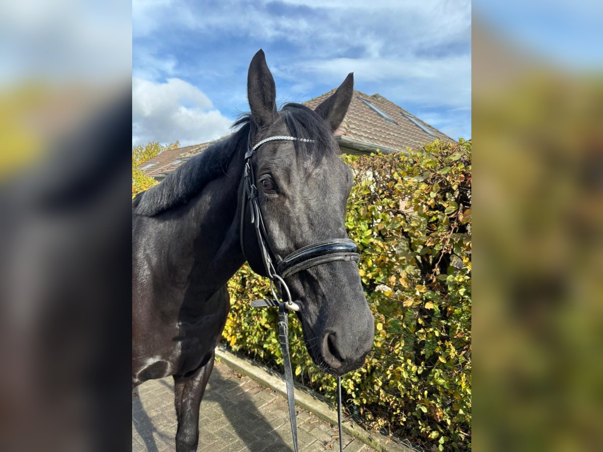 Sportivo Tedesco / Sportivo della Germania Castrone 8 Anni 171 cm Morello in Einbeck Sportivo Tedesco / Sportivo della Germania Castrone 8 Anni 171 cm Morello in Einbeck