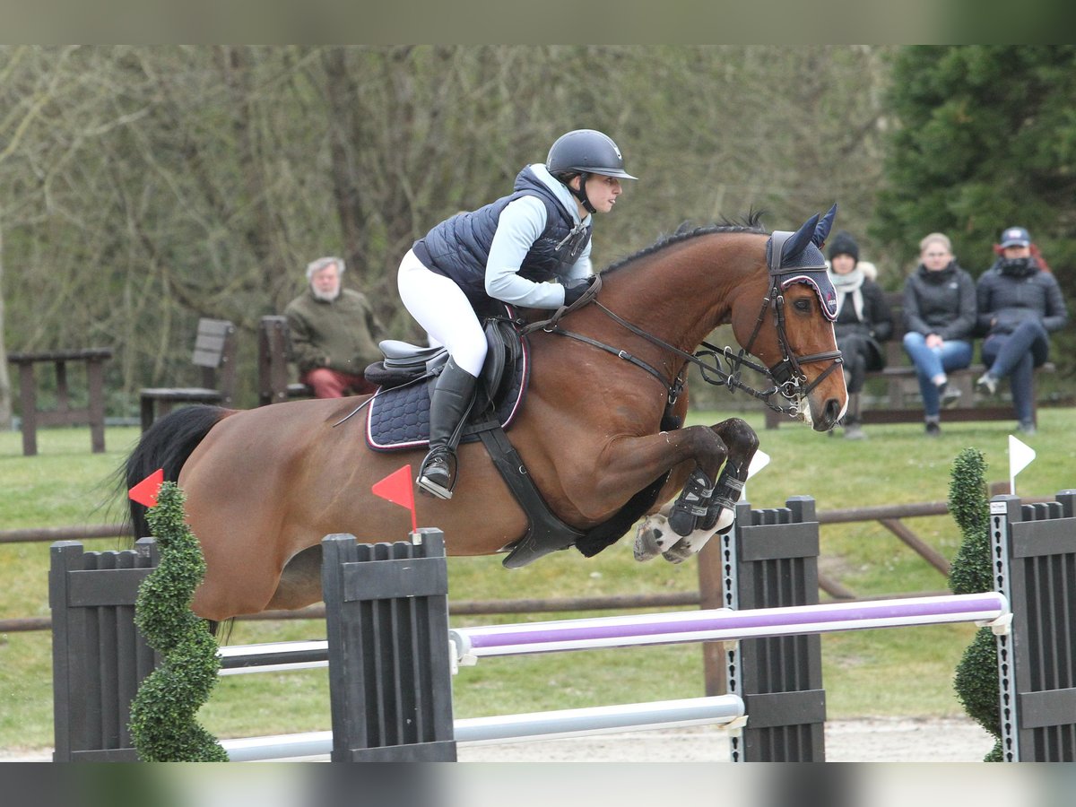 Sportivo Tedesco / Sportivo della Germania Castrone 9 Anni 168 cm Baio in Insel Poel