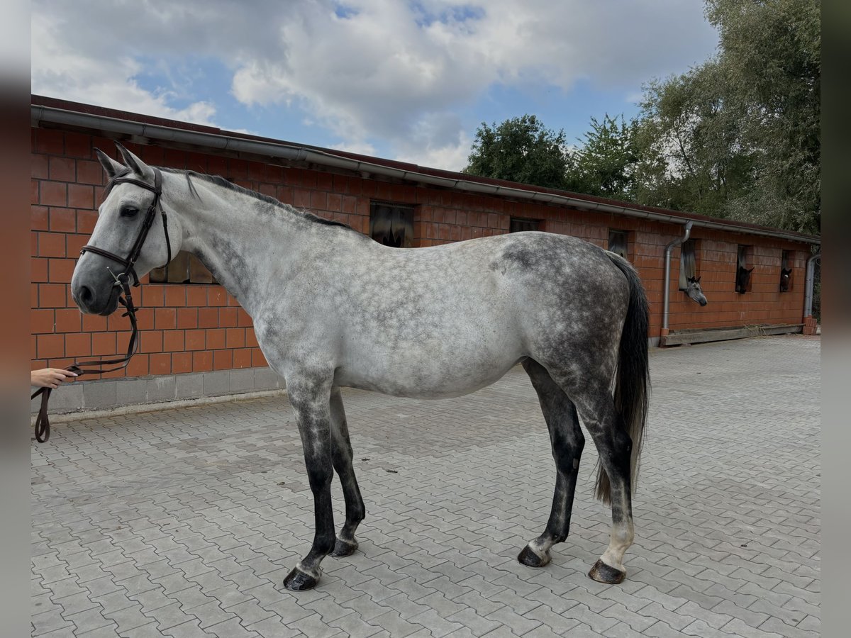 Sportivo Tedesco / Sportivo della Germania Giumenta 10 Anni 170 cm Grigio pezzato in N&#xFC;rnberg