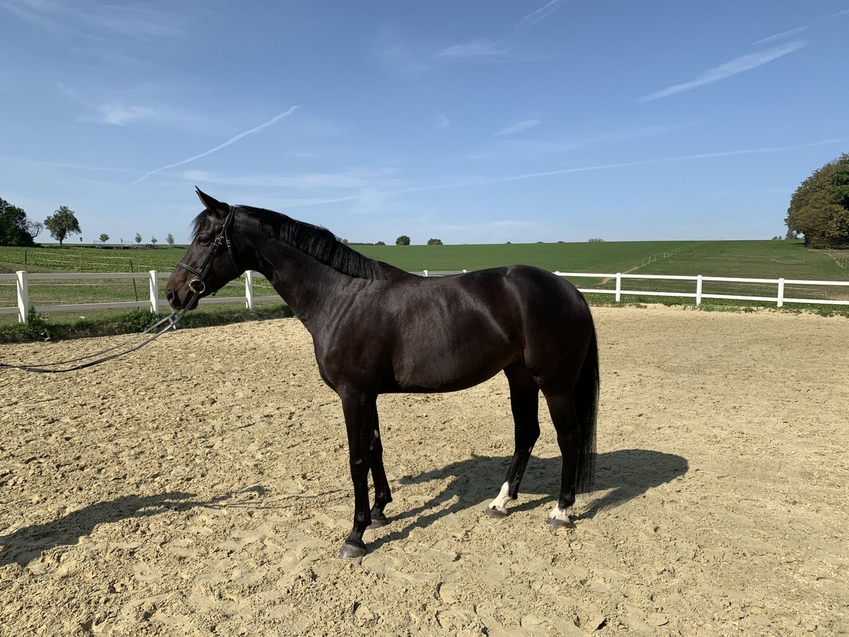 Sportivo Tedesco / Sportivo della Germania Giumenta 11 Anni 162 cm Baio nero in Neuenstein