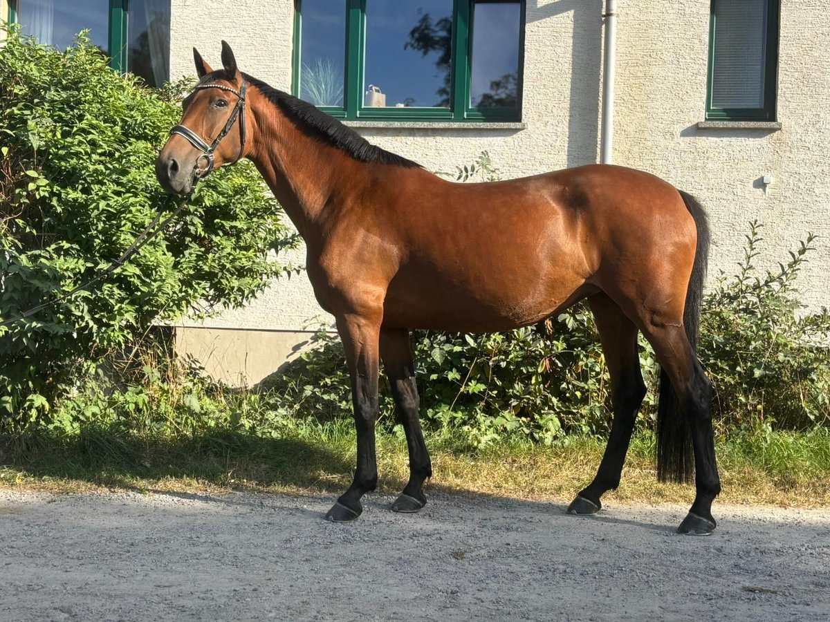 Sportivo Tedesco / Sportivo della Germania Giumenta 11 Anni 165 cm Baio in Kirchberg Sportivo Tedesco / Sportivo della Germania Giumenta 11 Anni 165 cm Baio in Kirchberg