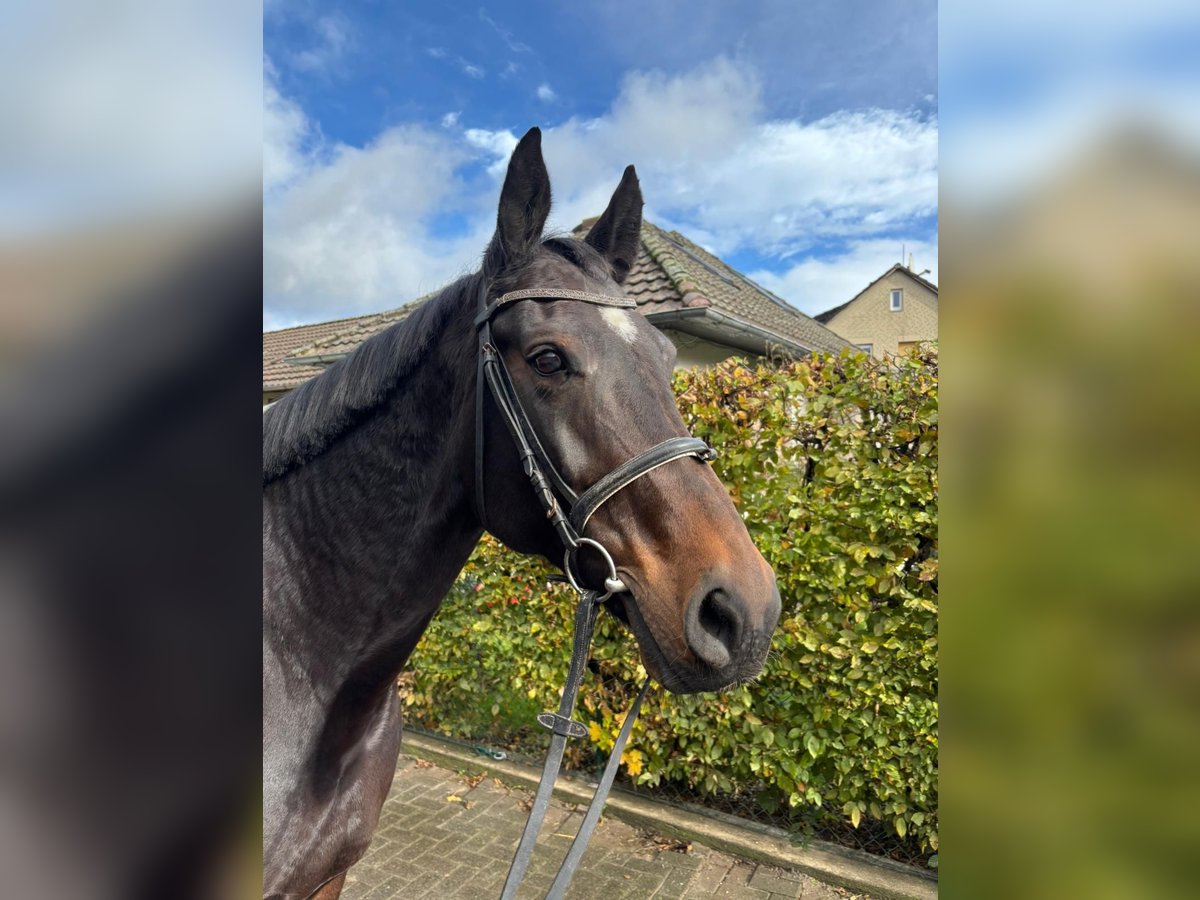 Sportivo Tedesco / Sportivo della Germania Giumenta 12 Anni 165 cm Baio scuro in Einbeck Sportivo Tedesco / Sportivo della Germania Giumenta 12 Anni 165 cm Baio scuro in Einbeck