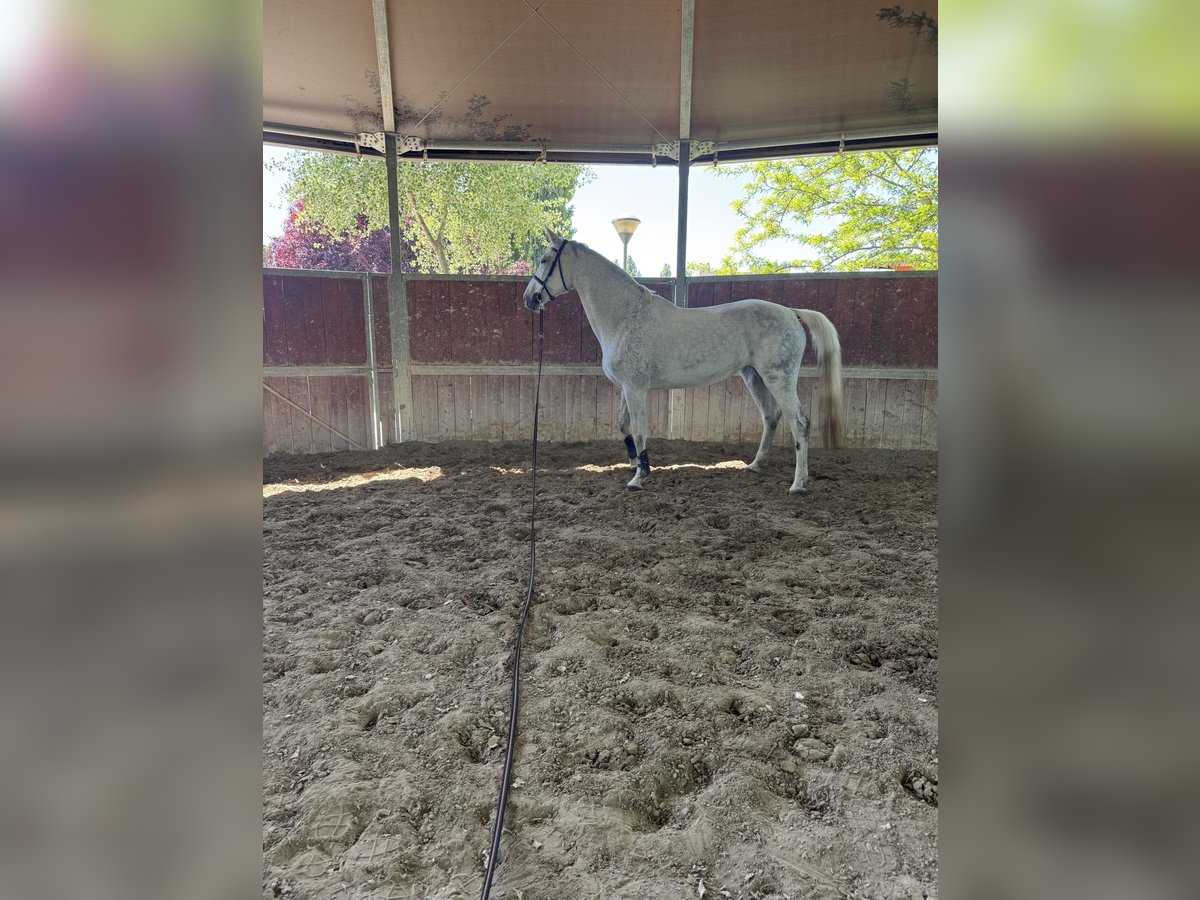 Sportivo Tedesco / Sportivo della Germania Giumenta 12 Anni 175 cm Grigio in Roma