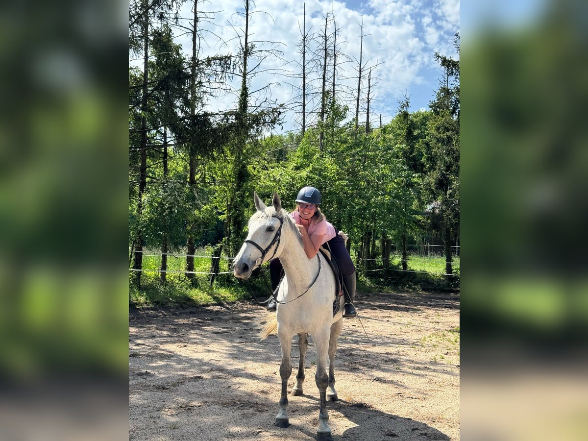 Sportivo Tedesco / Sportivo della Germania Giumenta 13 Anni 174 cm Grigio in Buchholz (Westerwald)