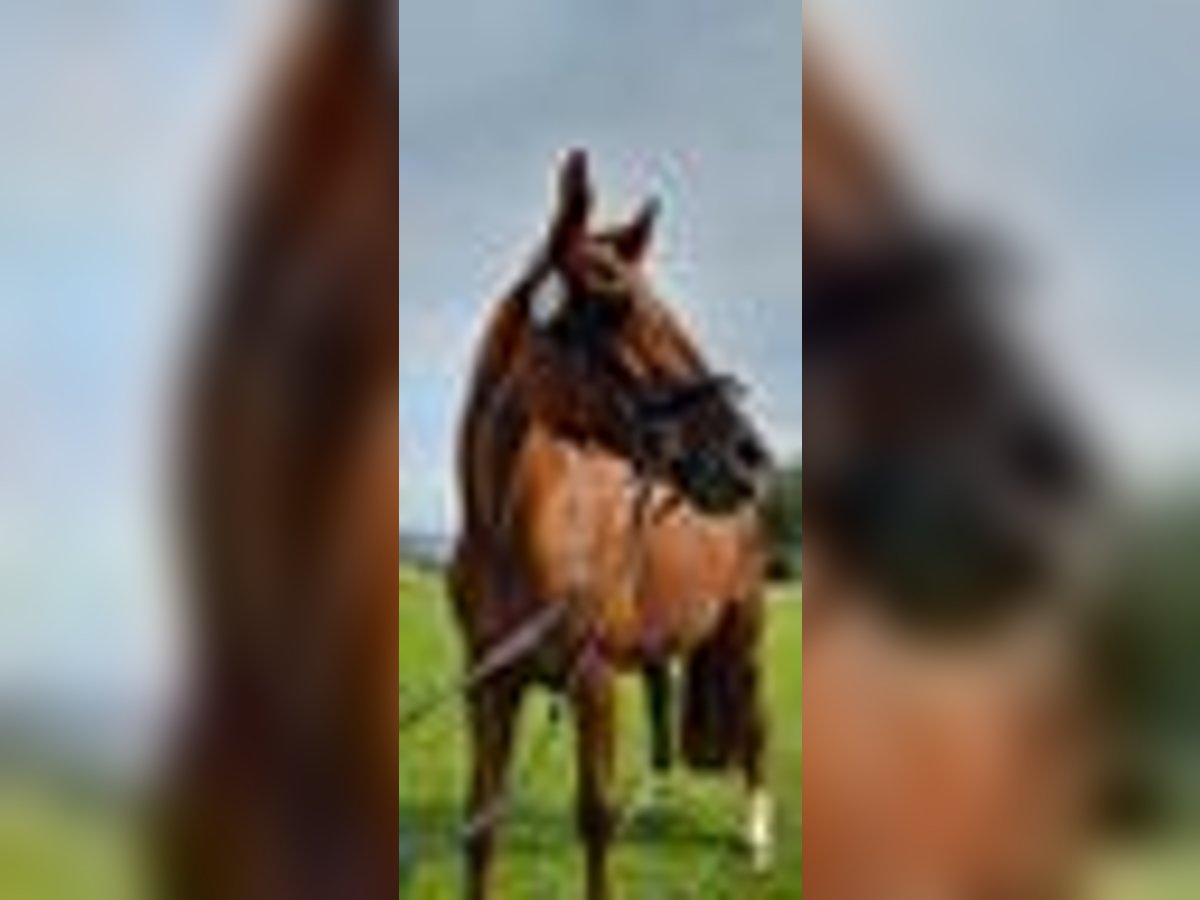 Sportivo Tedesco / Sportivo della Germania Giumenta 16 Anni 170 cm Sauro in Aalen