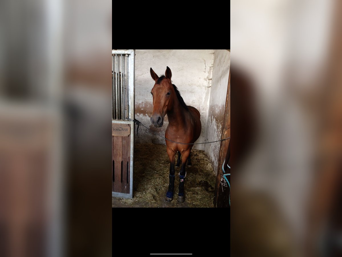 Sportivo Tedesco / Sportivo della Germania Giumenta 17 Anni 160 cm Baio in Salzwedel