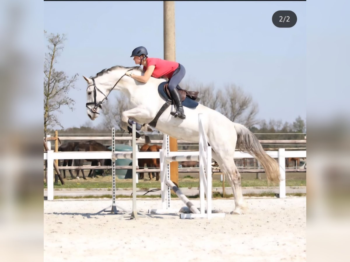 Sportivo Tedesco / Sportivo della Germania Giumenta 19 Anni 172 cm Grigio in Burg (Spreewald)