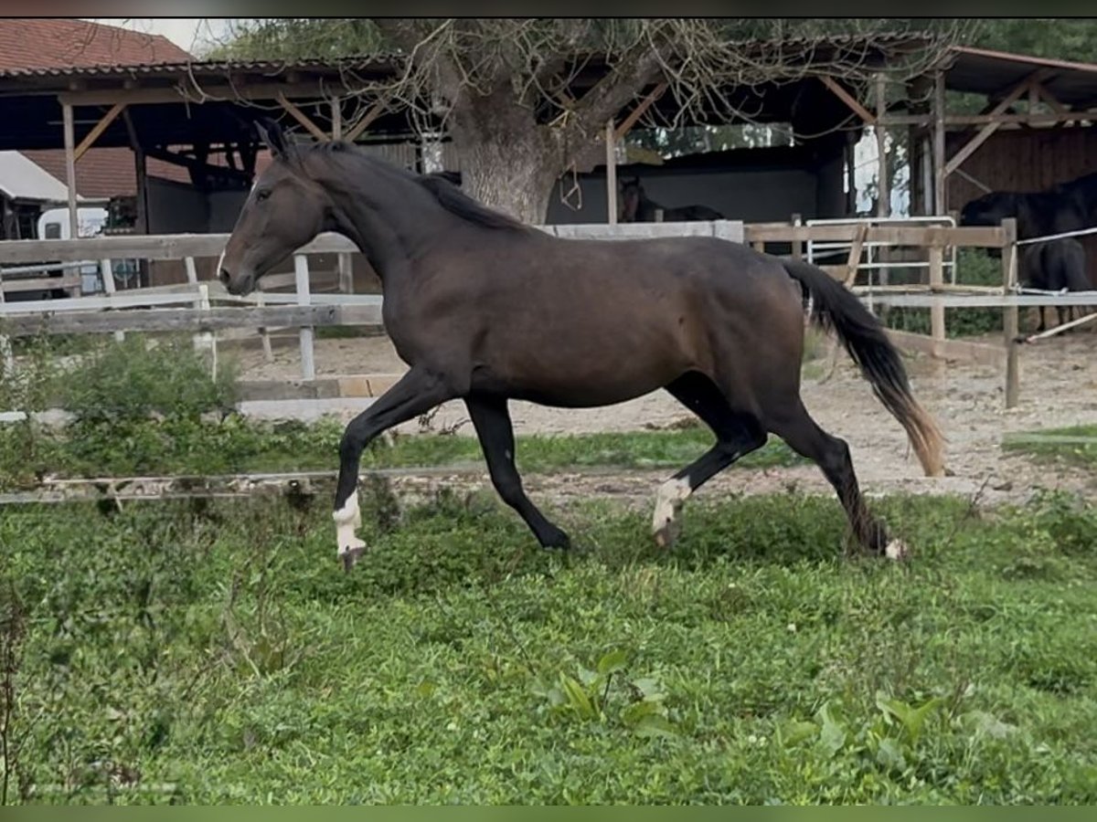 Sportivo Tedesco / Sportivo della Germania Giumenta 2 Anni 170 cm Baio scuro in Schwendi