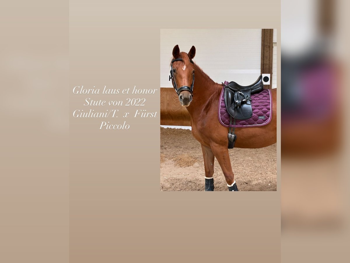 Sportivo Tedesco / Sportivo della Germania Giumenta 3 Anni 154 cm Sauro in Bad Wurzach