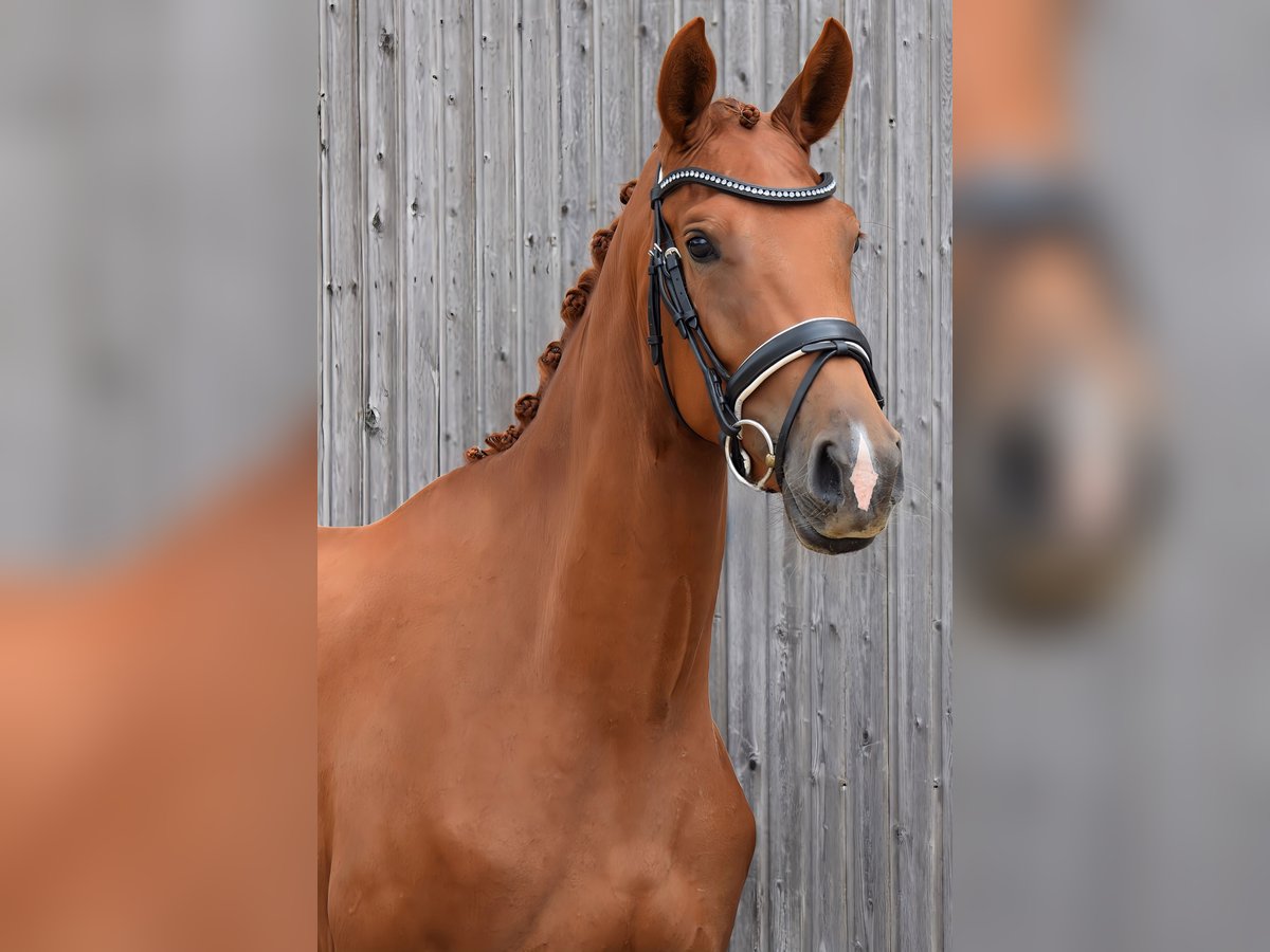 Sportivo Tedesco / Sportivo della Germania Giumenta 3 Anni 170 cm Sauro in Hohen Neuendorf