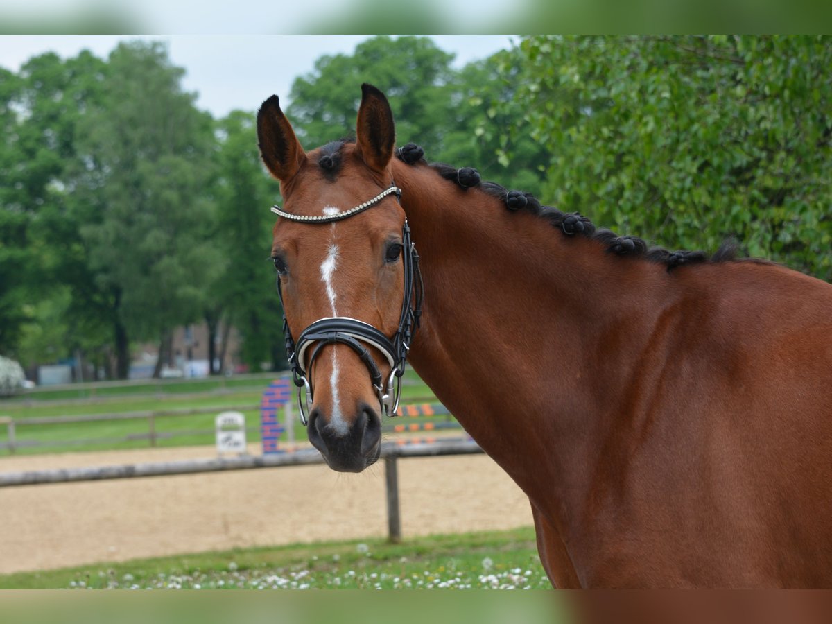 Sportivo Tedesco / Sportivo della Germania Giumenta 4 Anni 159 cm Baio in München