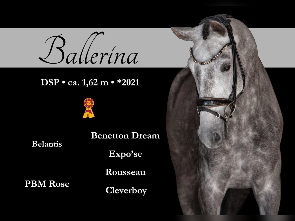 Sportivo Tedesco / Sportivo della Germania Giumenta 4 Anni 162 cm Grigio in Wehringen