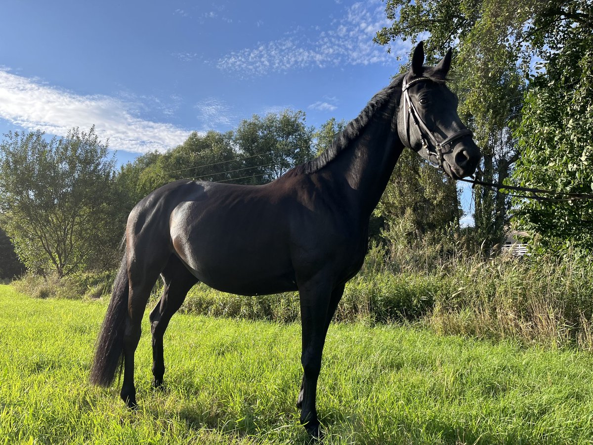 Sportivo Tedesco / Sportivo della Germania Giumenta 4 Anni 164 cm Morello in Saara