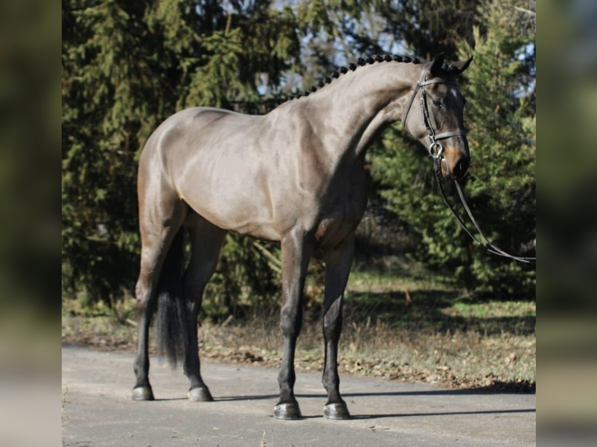 Sportivo Tedesco / Sportivo della Germania Giumenta 4 Anni 171 cm Baio scuro in Debrecen