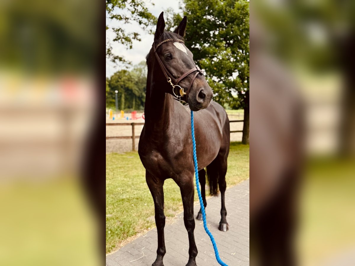 Sportivo Tedesco / Sportivo della Germania Giumenta 5 Anni 169 cm Morello in Horstmar