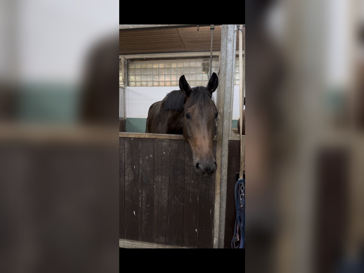 Sportivo Tedesco / Sportivo della Germania Giumenta 5 Anni 172 cm Baio scuro in Straubing