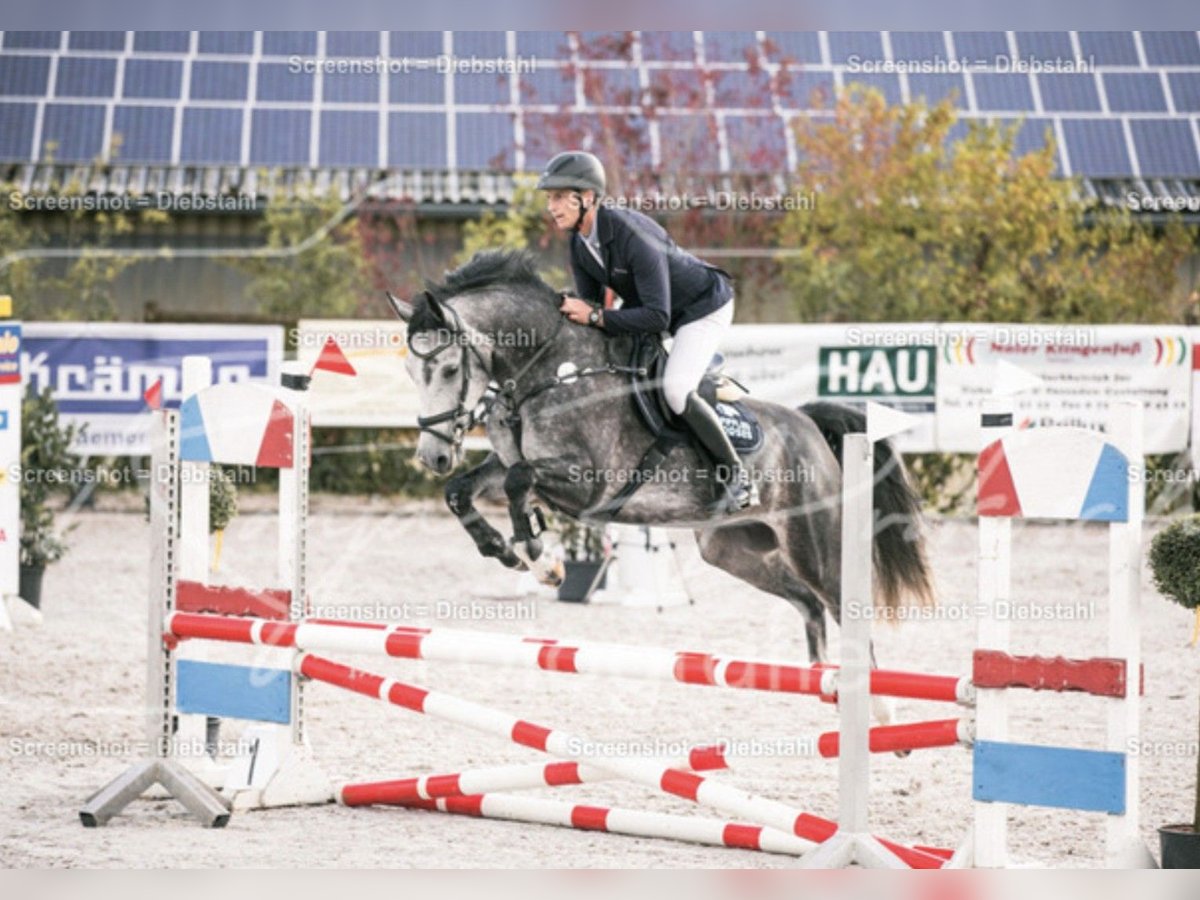 Sportivo Tedesco / Sportivo della Germania Giumenta 5 Anni Grigio pezzato in Bretzfeld Sportivo Tedesco / Sportivo della Germania Giumenta 5 Anni Grigio pezzato in Bretzfeld